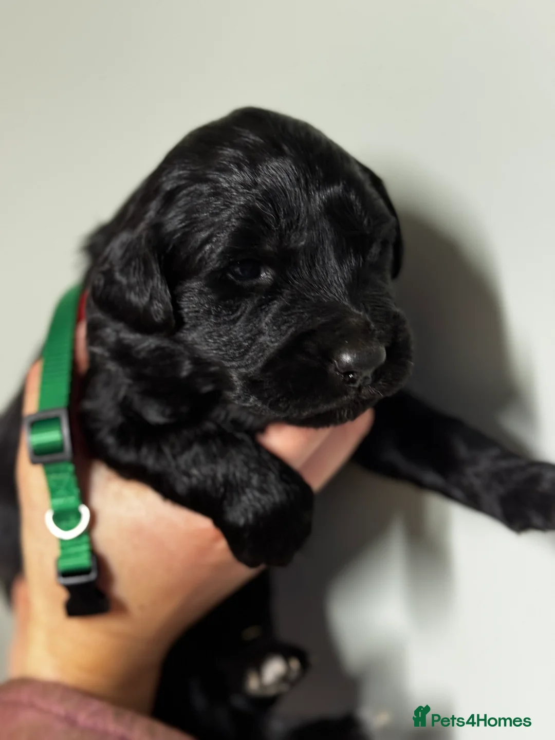 Mixed Breed dogs for sale: ⭐️ golden shepherd ⭐️ - Advert 8