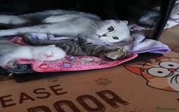 Scottish Fold cats for sale: 1 Scottish fold 1 Scottish straight for sale  - Image 10