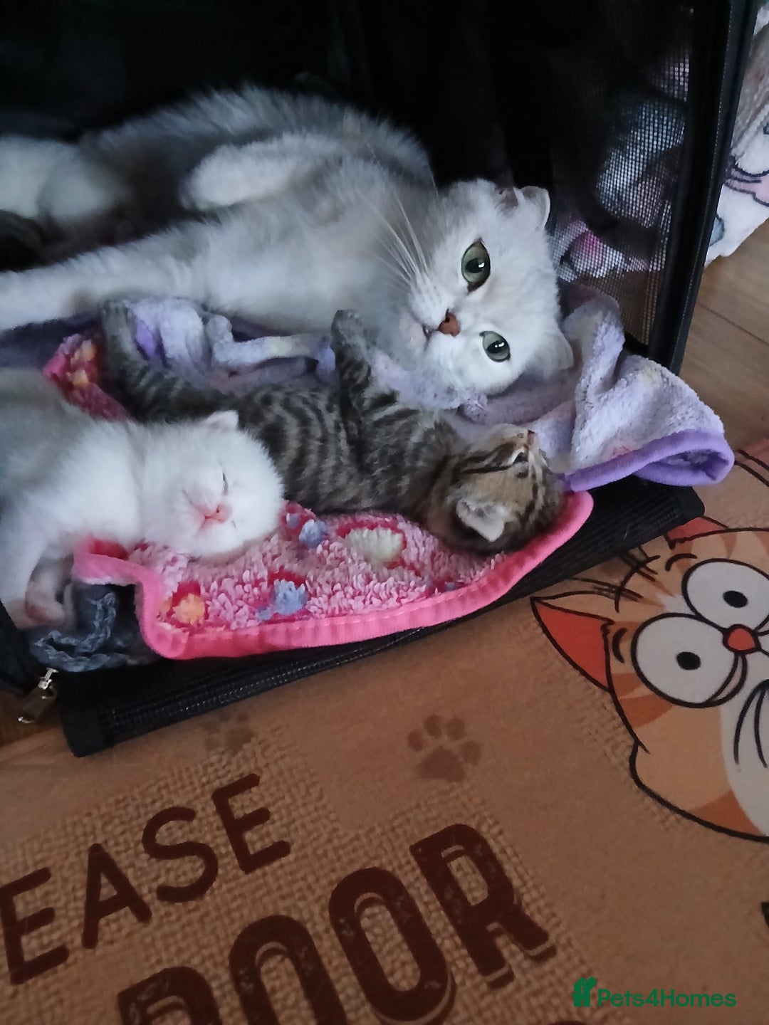 Scottish Fold cats for sale: 1 Scottish fold 1 Scottish straight for sale  - Image 10