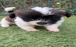 Jackapoo dogs for sale: 4 Jackapoo puppies - Image 2