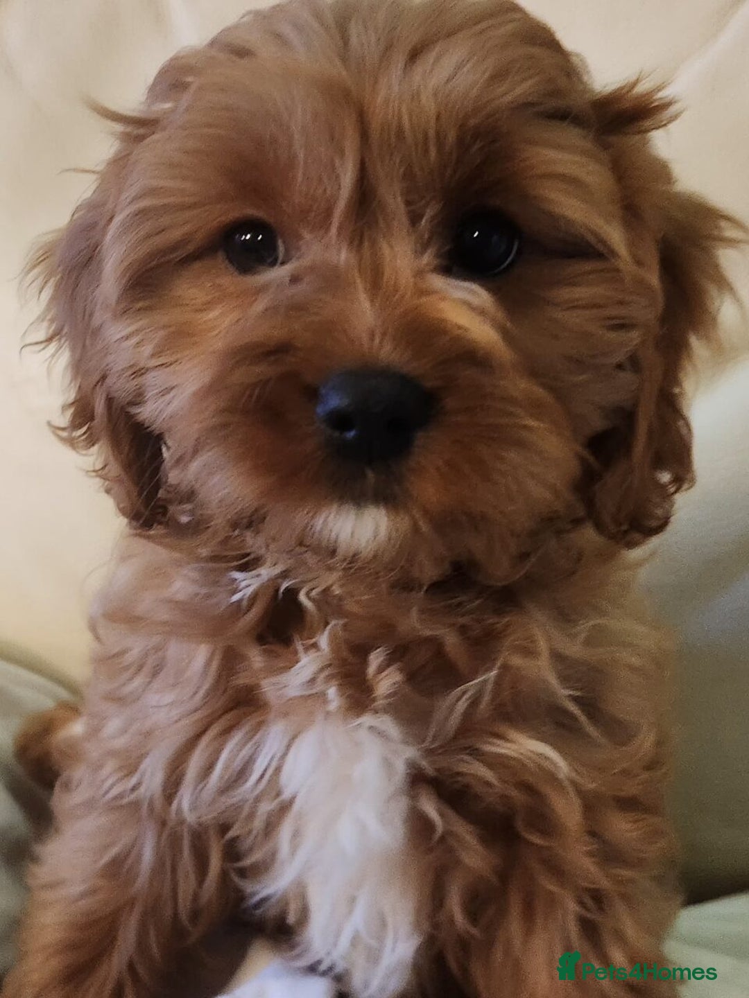 Cavapoo dogs for sale: Adorable Red&White Cavapoo Puppies Available Now  - Advert 9