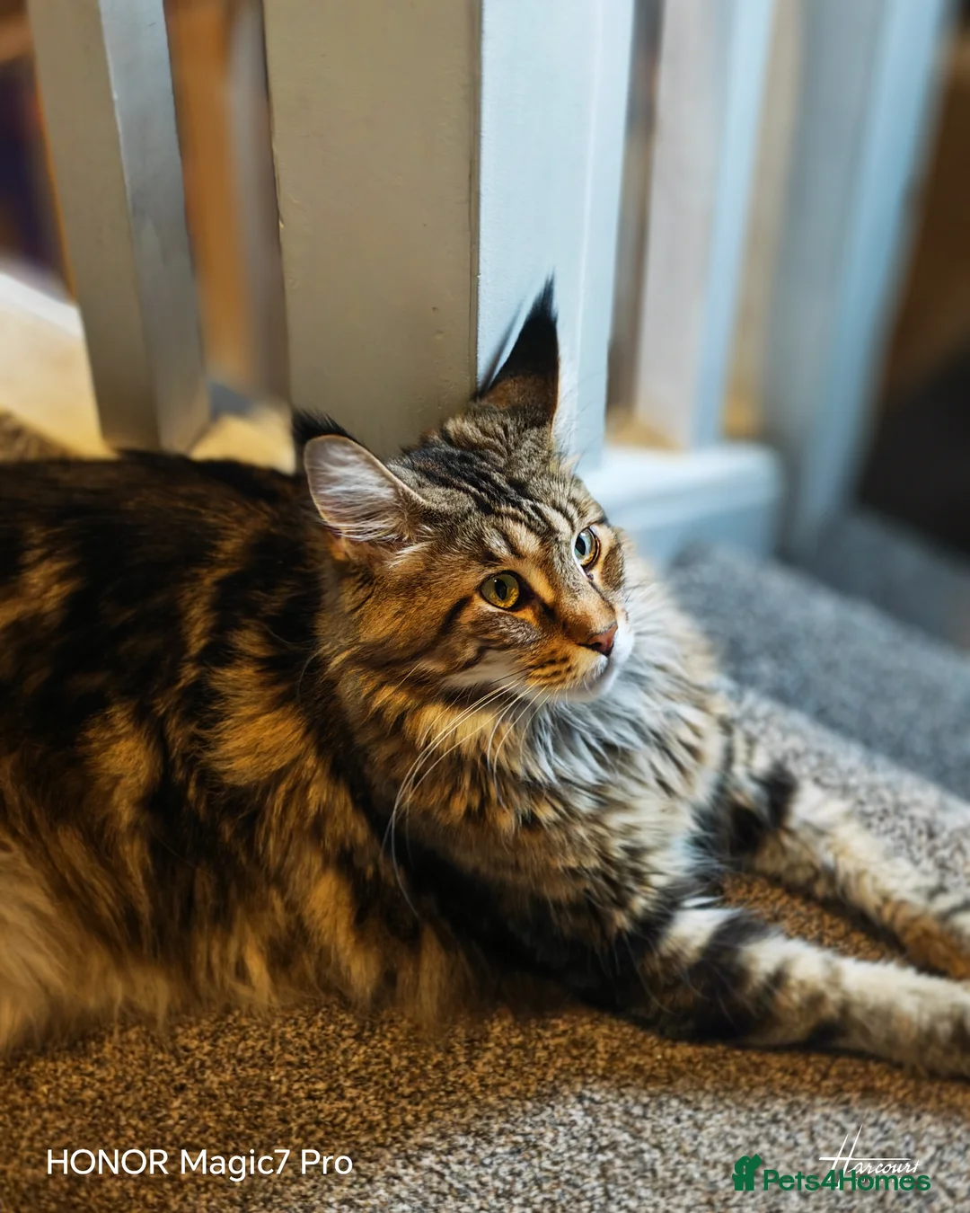 Mixed Breed cats for sale: Stunning 3/4 Maine Coon kittns - Advert 1