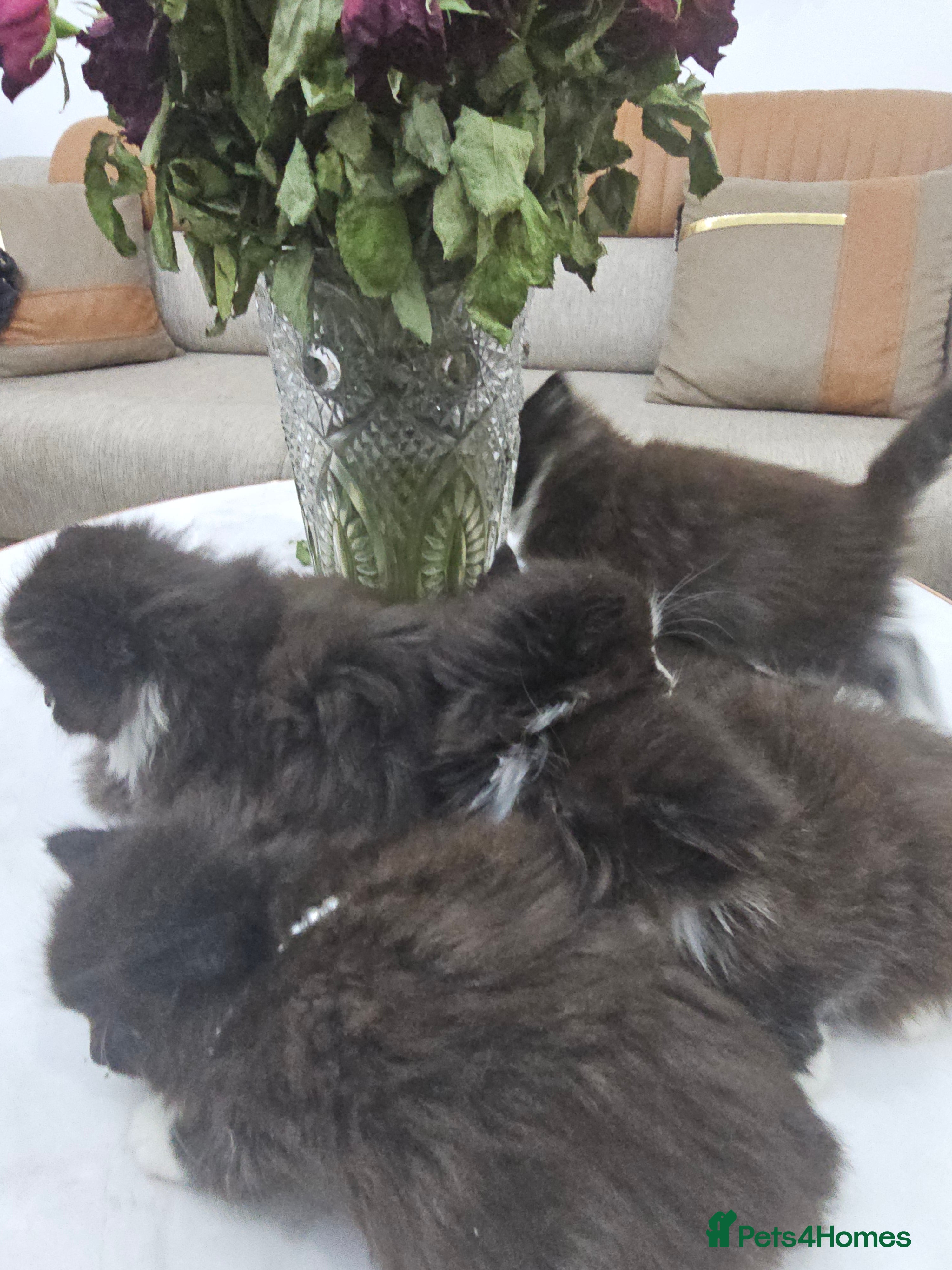 Persian cats Adorable half perian kittens available now,  - Advert 1