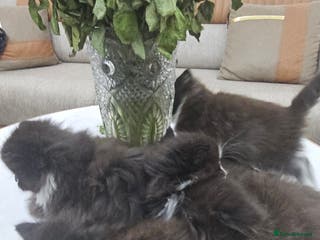 Persian cats Adorable half perian kittens available now, - Advert 2