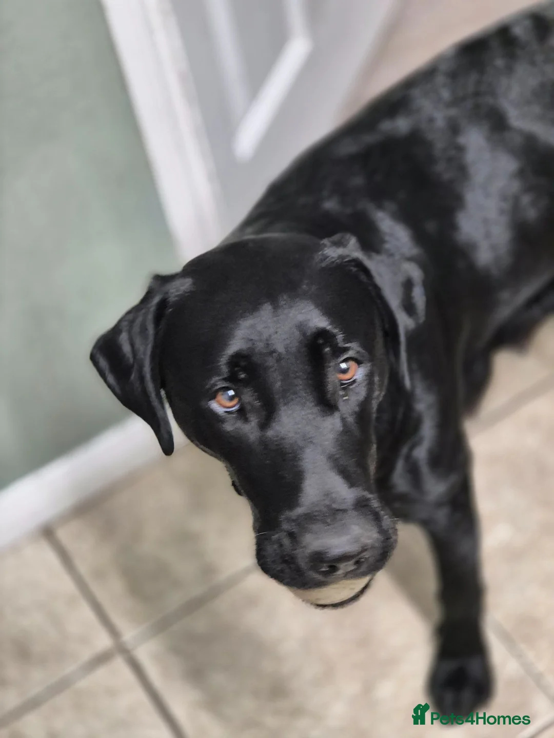Labrador Retriever dogs for sale: Adorable Labrador puppies for sale - Advert 2