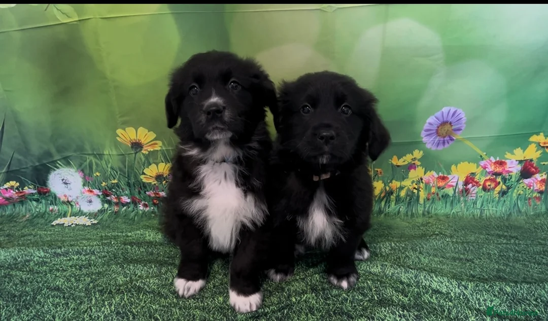 Mixed Breed dogs for sale: Australian Shepherd x Golden Retriever Puppies - Advert 2