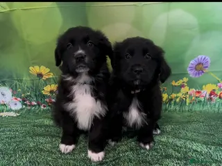 Mixed Breed dogs Australian Shepherd x Golden Retriever Puppies - Advert 1