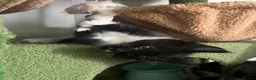 Maine Coon cats for sale: Tuxedo Maine coon kittens  - Advert 5