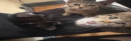 Mixed Breed cats for sale: Kittens looking for a forever home - Advert 20
