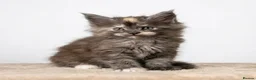 Maine Coon cats for sale: READY NOW - Exceptional loving & affectionate MC’s - Advert 3
