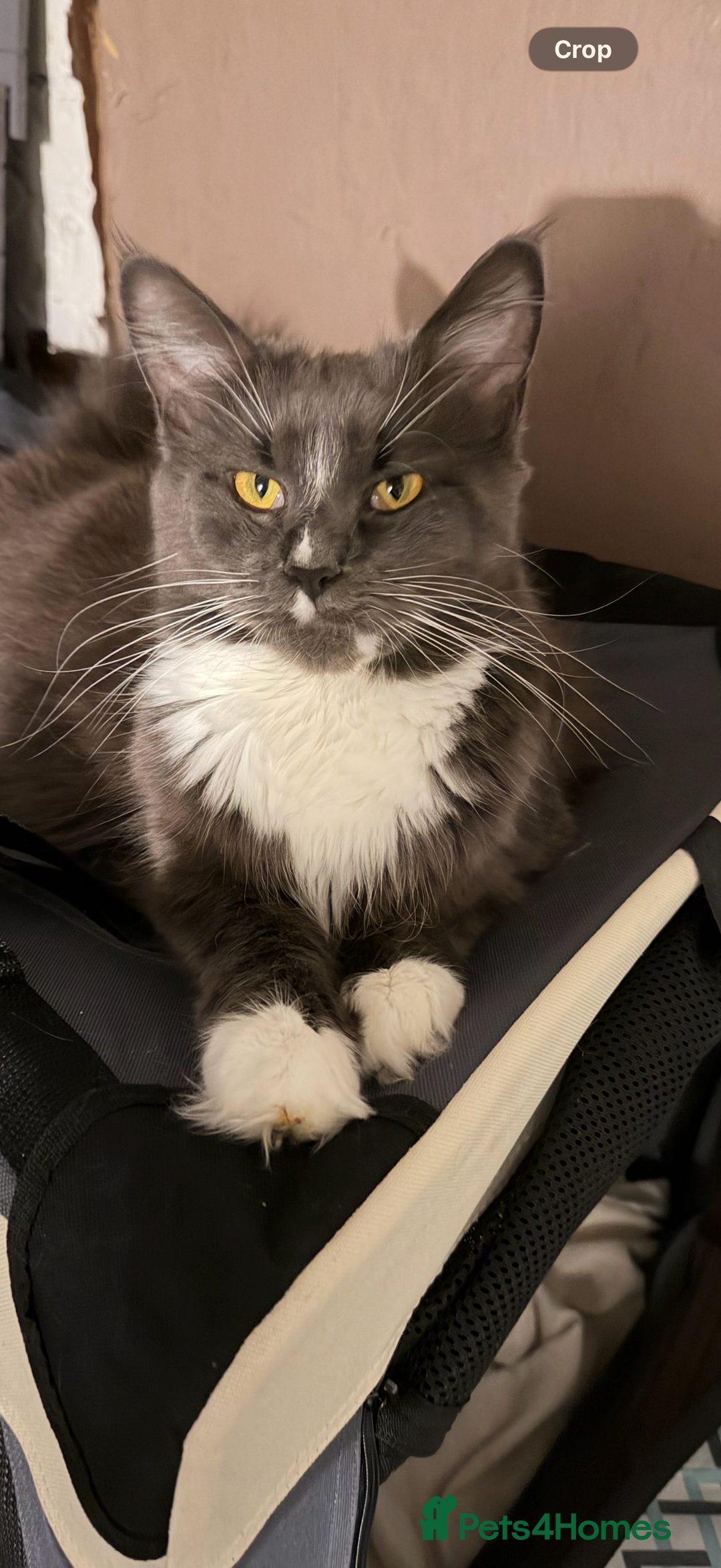 Maine Coon cats for sale: Mainecoon boy xx large  - Advert 21