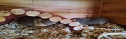 Guinea Pig rodents for sale: Gorgeous guinea pigs looking for their new homes - Advert 6