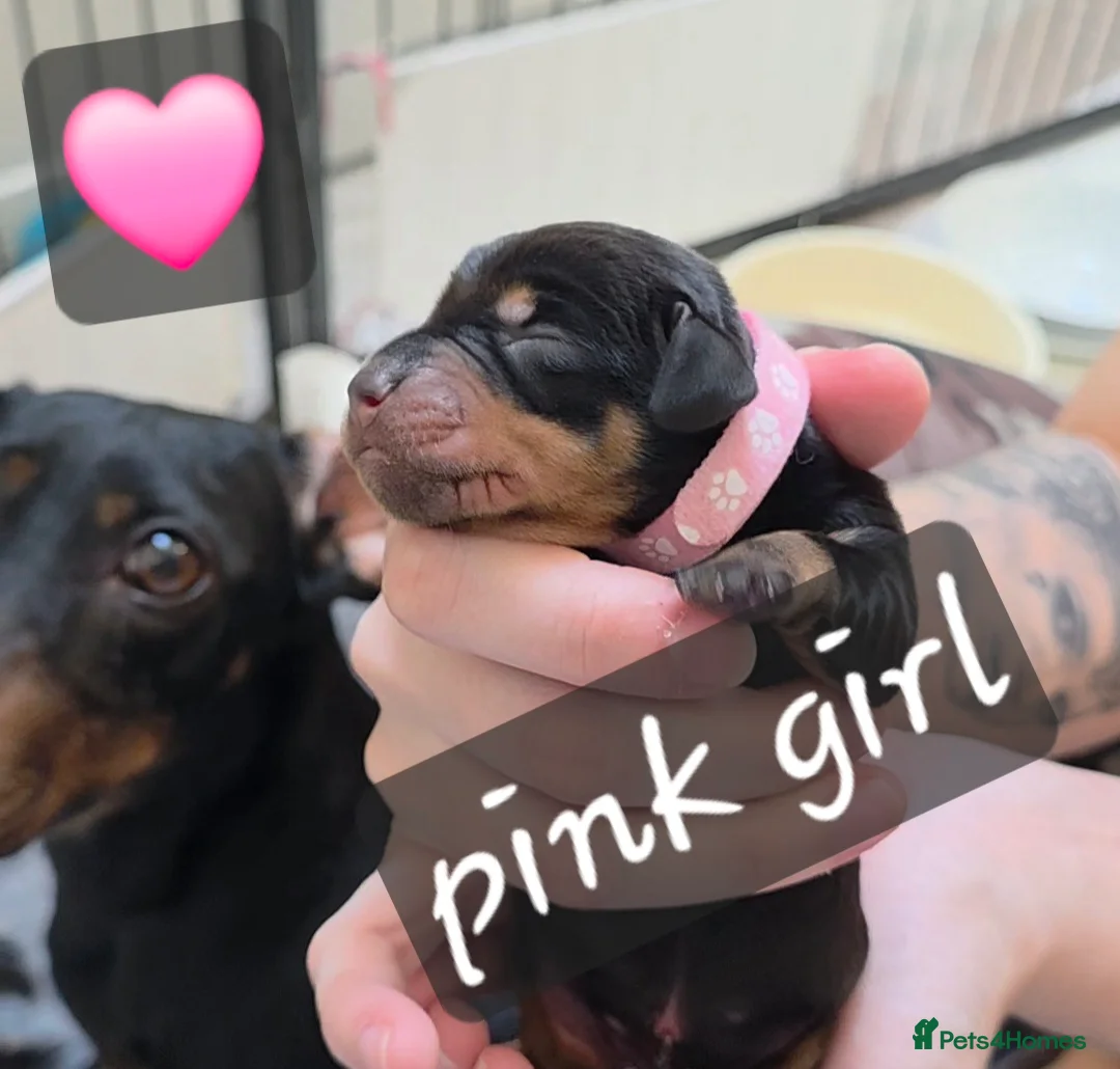 Miniature Dachshund dogs for sale: Miniature Dachshund  - Advert 16