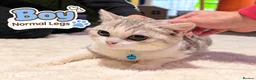 Munchkin cats for sale: Munchkin kittens - Advert 3