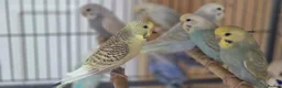 Budgerigars birds for sale: Baby buddies for sale - Advert 12