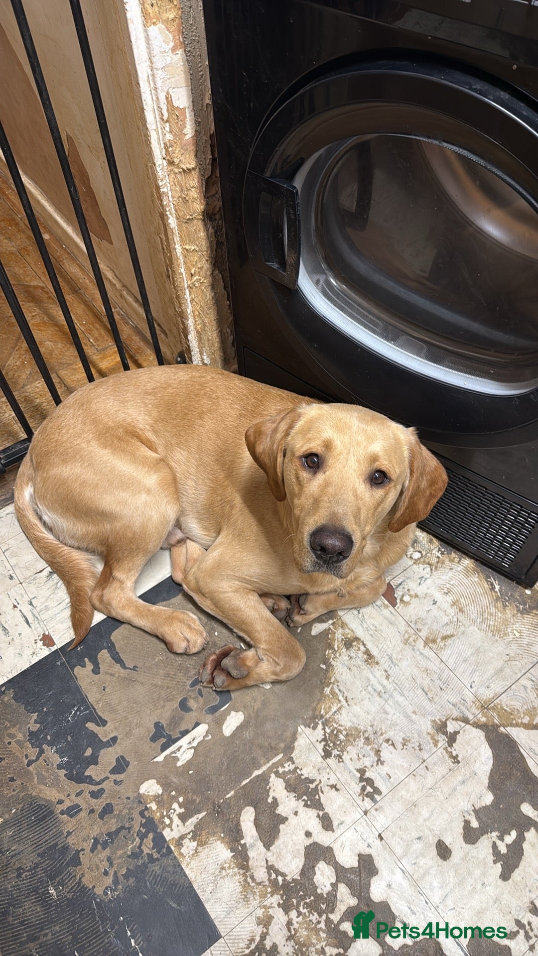 Labrador Retriever dogs for sale: Gorgeous Milo - Advert 2