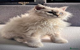 Selkirk Rex cats for sale: Gorgeous Selkirk Rex kittens - Image 3