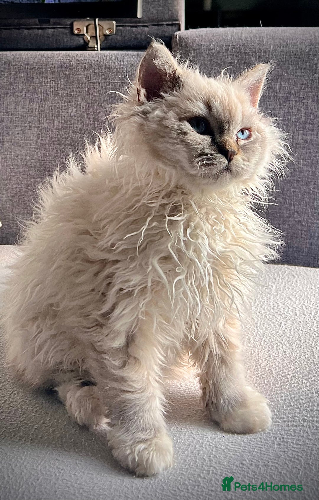 Selkirk Rex cats for sale: Gorgeous Selkirk Rex kittens - Image 3