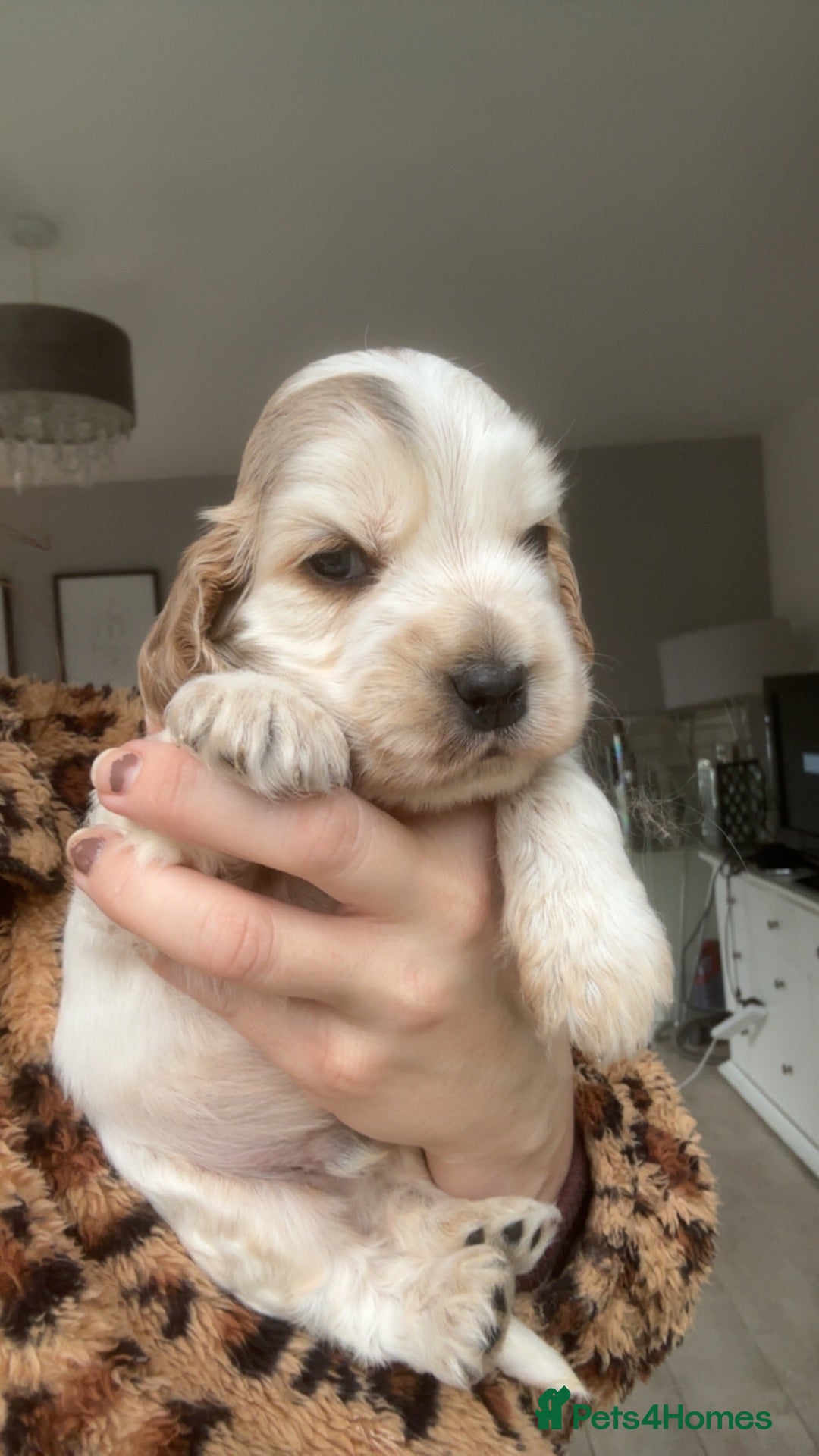 Cocker Spaniel dogs for sale: KC Show cocker spaniels 🤎 - Advert 14