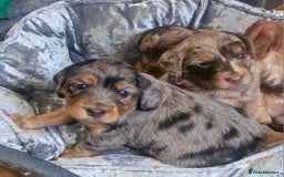 Cockapoo dogs for sale: The best cockapoos  - Image 10