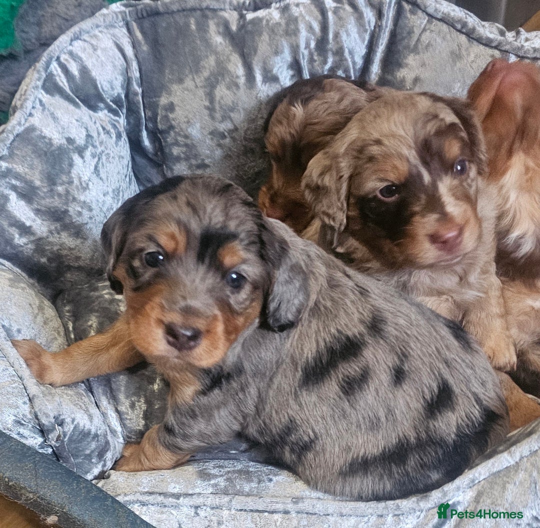 Cockapoo dogs for sale: The best cockapoos  - Image 10
