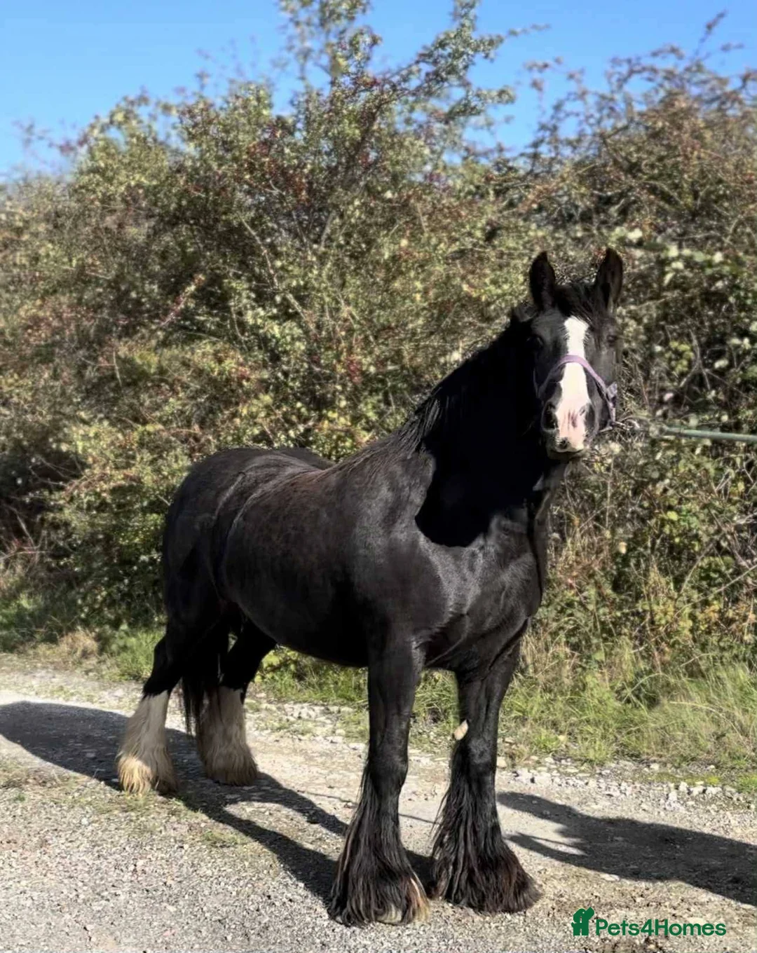 Irish Cob horses for sale: Heavy 14.1hh cob mare  - Advert 2