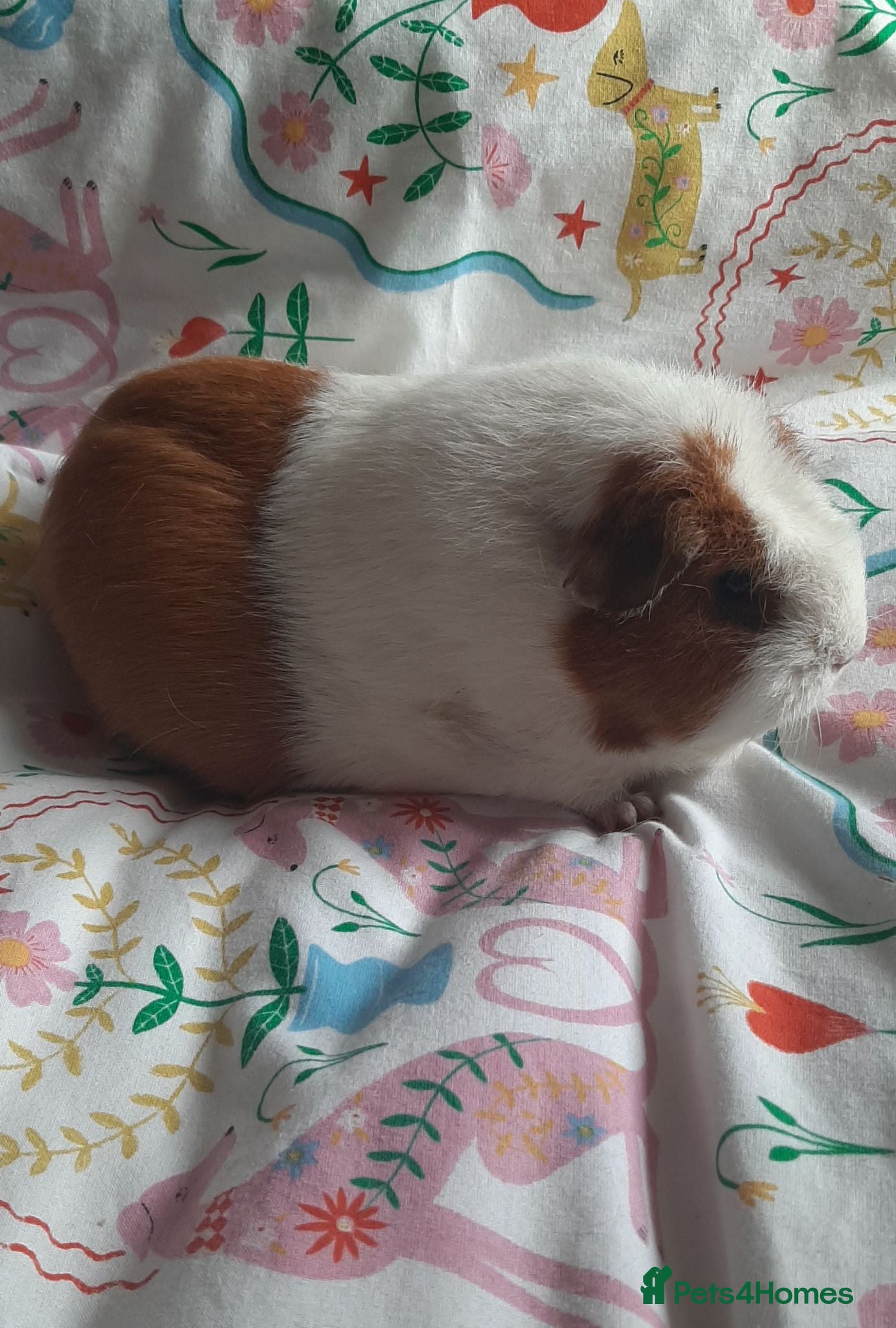 Guinea Pig rodents Skinny pigs and guinea pig babies - Advert 1