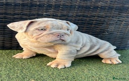 English Bulldog dogs for sale: Stunning English bulldog puppies  - Advert 1