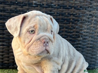 English Bulldog dogs for sale: Stunning English bulldog puppies - Advert 1