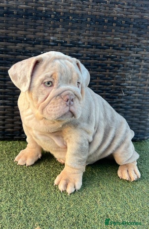 English Bulldog dogs Stunning English bulldog puppies - Advert 1
