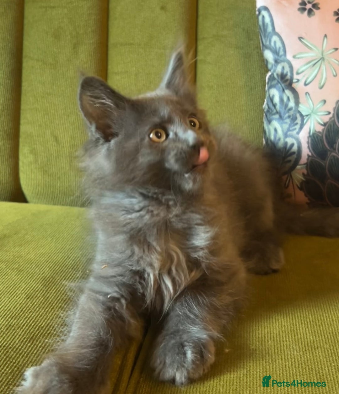 Maine Coon cats for sale: 🔥 TICA Maine coon kittens 🔥  READY NOW 💕💕 - Image 18