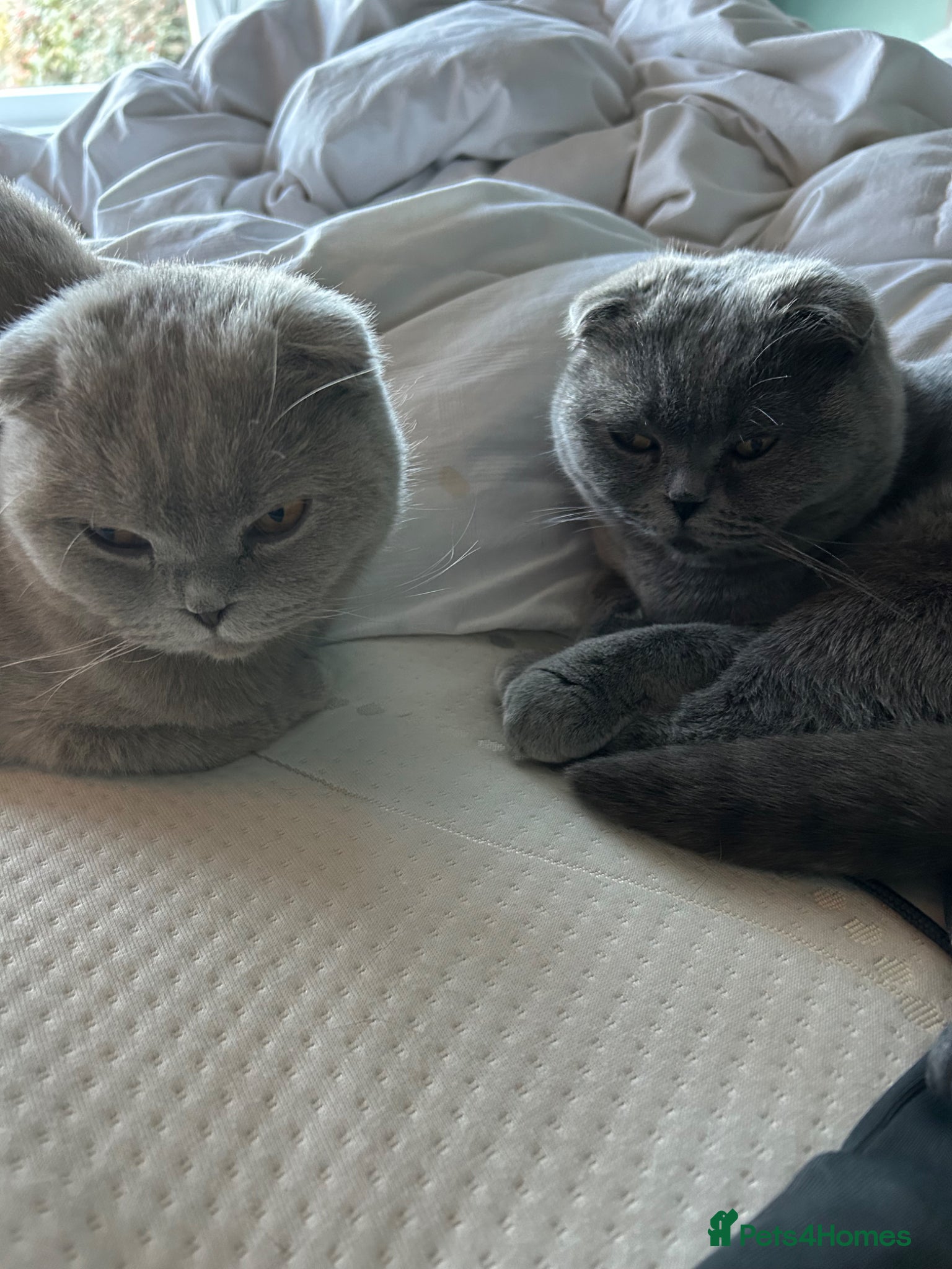 Scottish Fold cats Scottish folds and straights - Advert 2