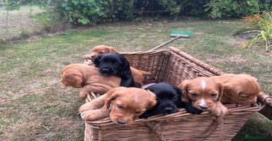 Cocker Spaniel dogs - Advert 3