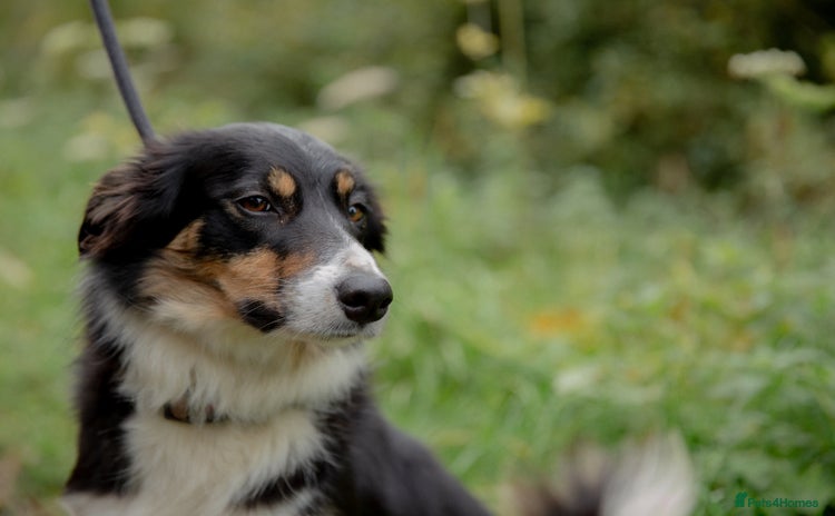 Border Collie dogs Layla - Adult Border Collie Ready for Adoption - Advert 1