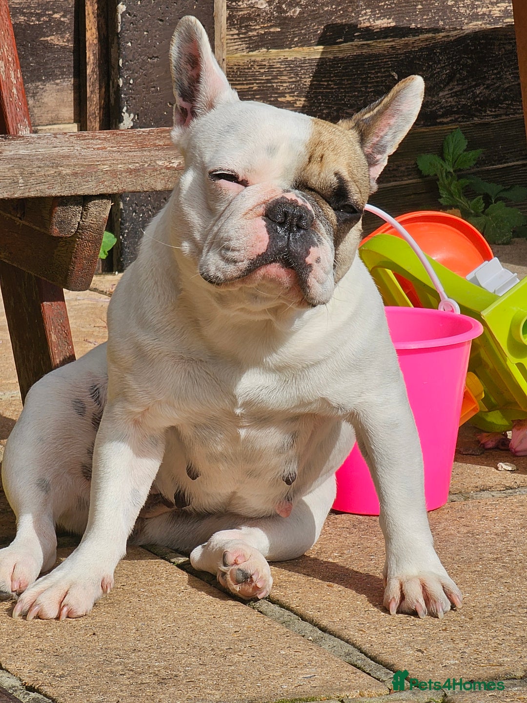 French Bulldog dogs for sale: 2 dogs needing there forever home  - Image 4