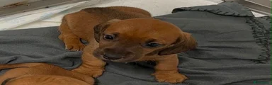 Miniature Dachshund 4