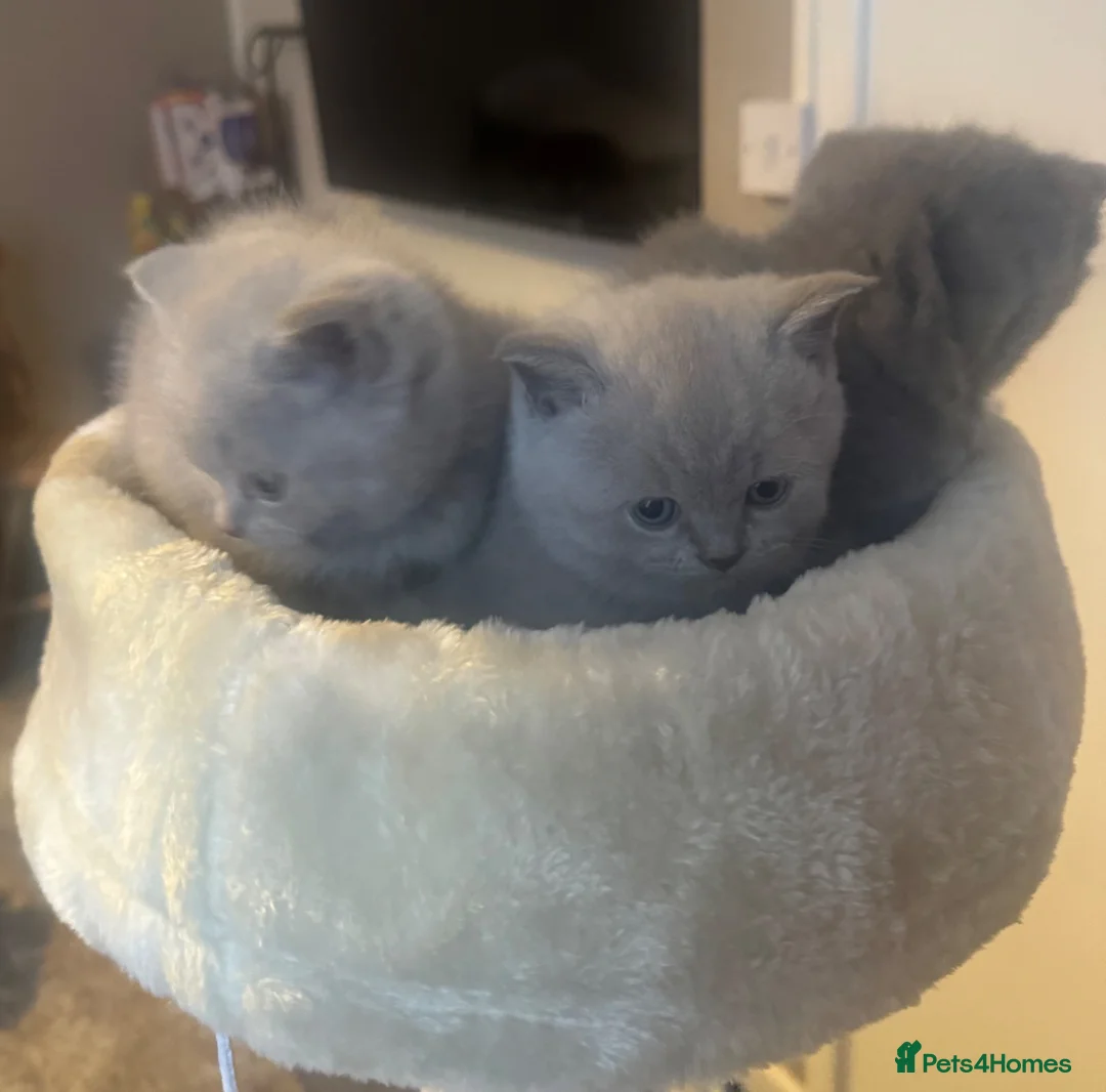 British Shorthair cats for sale: Only 2 left pure shorthairs British blue kittens  in Chepstow - Advert 9
