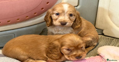 Cocker Spaniel dogs - Advert 3