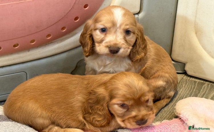 Cocker Spaniel dogs - Advert 16