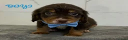 Cocker Spaniel dogs for sale: Cocker spaniel puppies for sale  - Advert 15