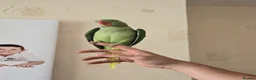 Parrots birds for sale: Alexandrine parrot - Advert 6
