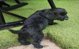 Sprocker dogs for sale: SPROCKER PUPPIES  - Image 21
