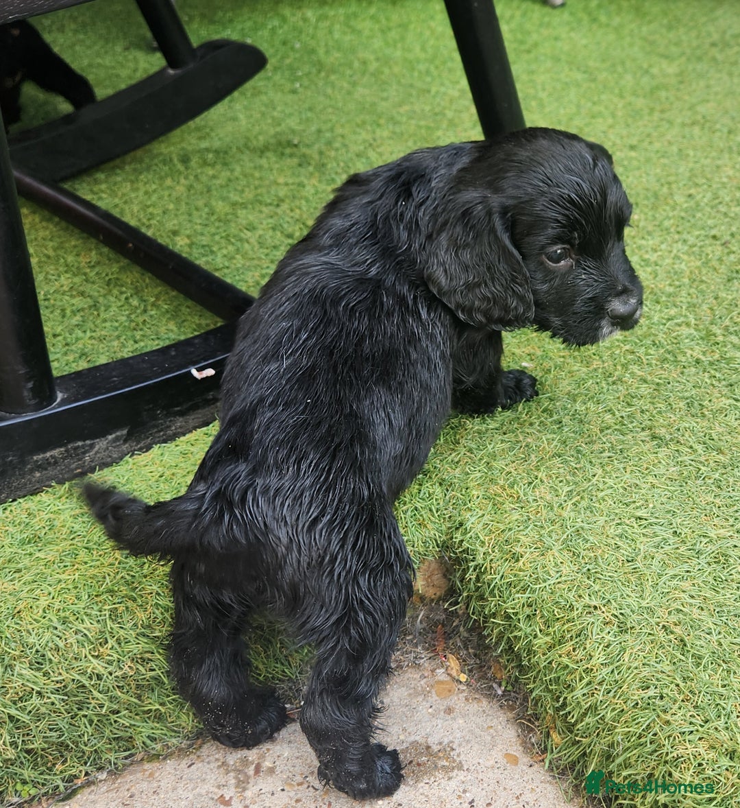 Sprocker dogs for sale: SPROCKER PUPPIES  - Image 21