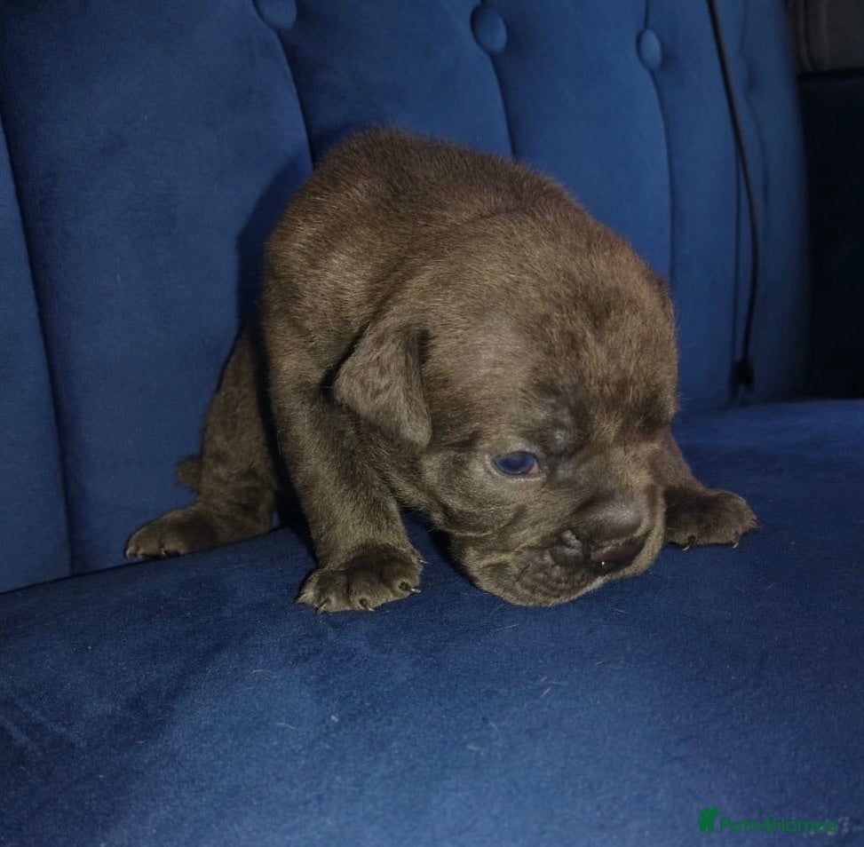 Olde English Bulldogge dogs   Top quality big bone Old English bulldog   - Advert 14
