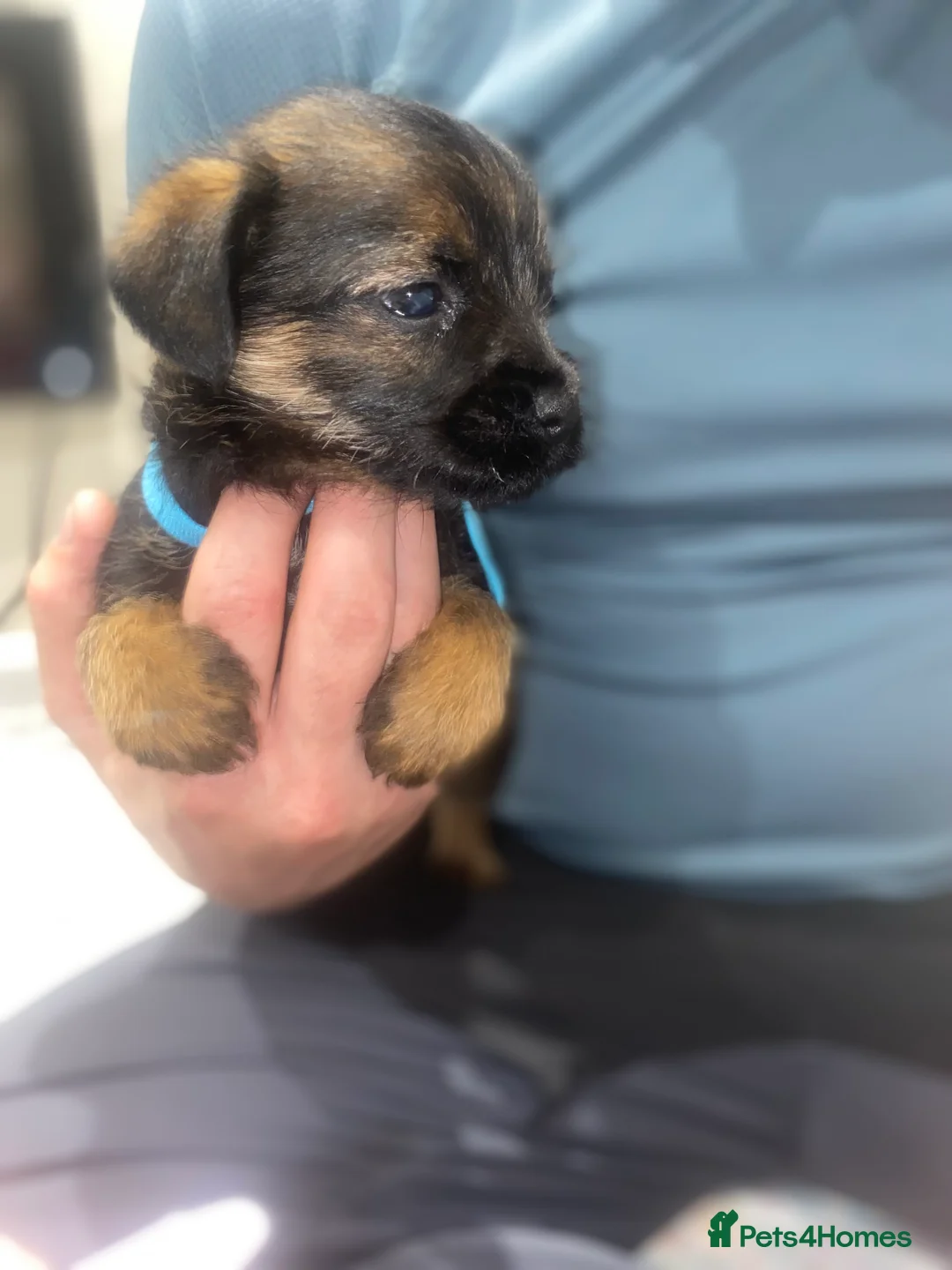 Border Terrier dogs for sale: 4 beautiful border terrier boys left  - Advert 19