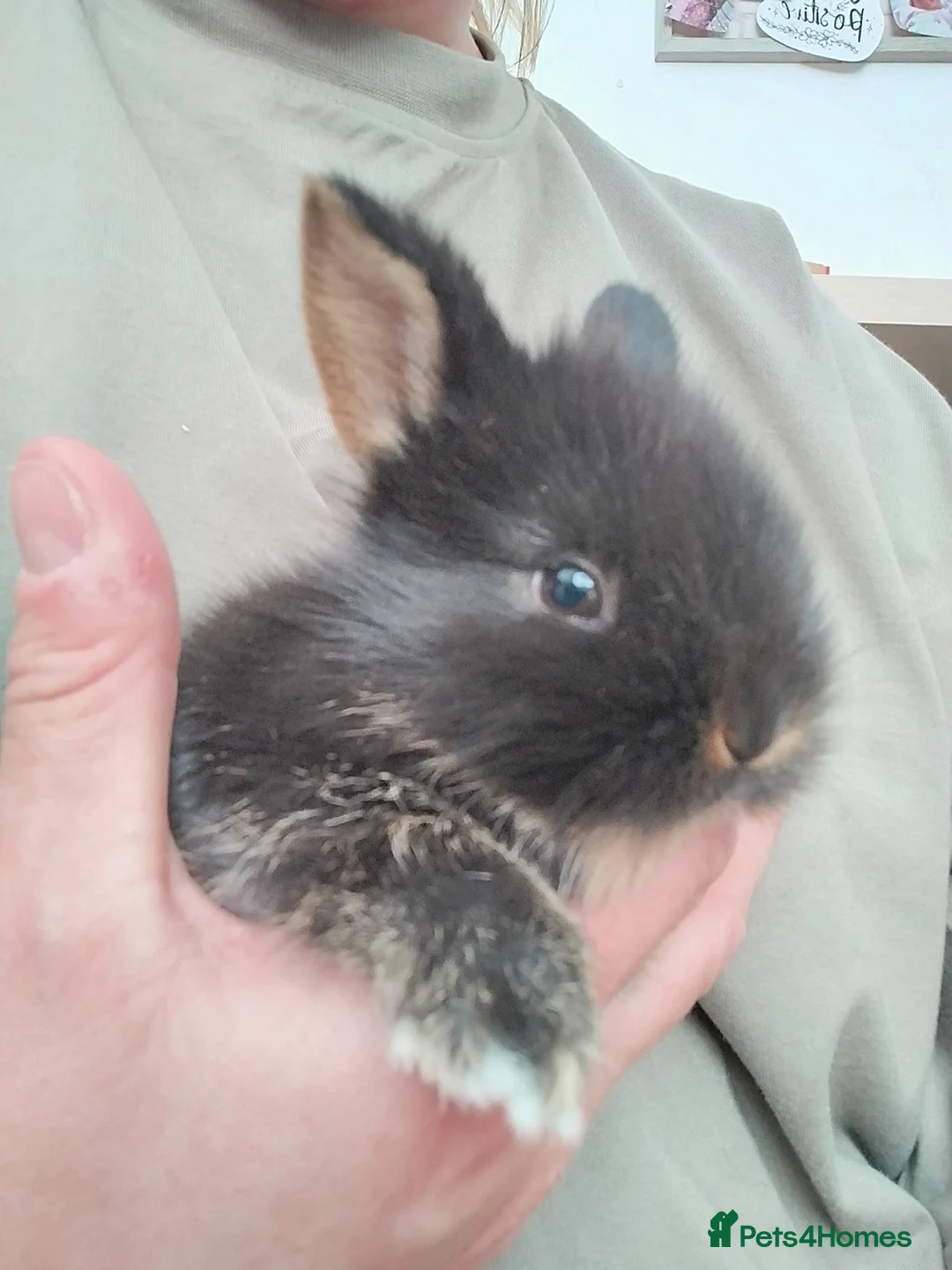Mixed Breed rabbits for sale: Hybrid baby mini lion lops/Netherland dwarfs  - Advert 13