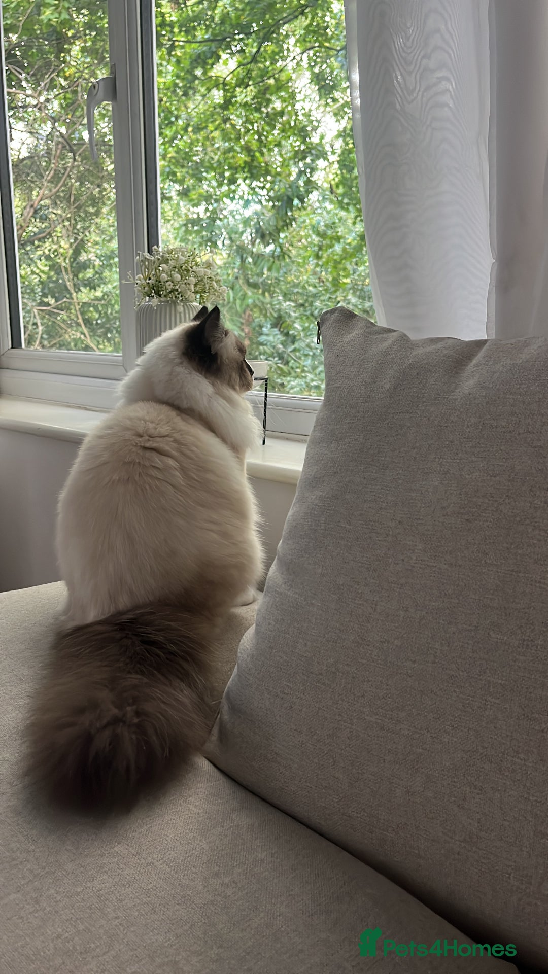 Ragdoll cats for sale: 11 month old ragdoll female  - Advert 1