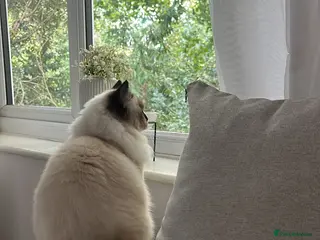 Ragdoll cats 11 month old ragdoll female - Advert 12