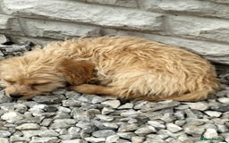 Labradoodle dogs for sale: Miniature Labradoodle puppies  - Image 12