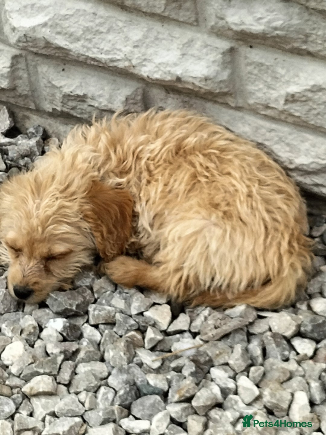 Labradoodle dogs for sale: Miniature Labradoodle puppies  - Image 12